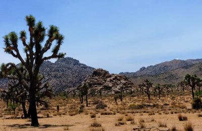 Joshua Tree National Park