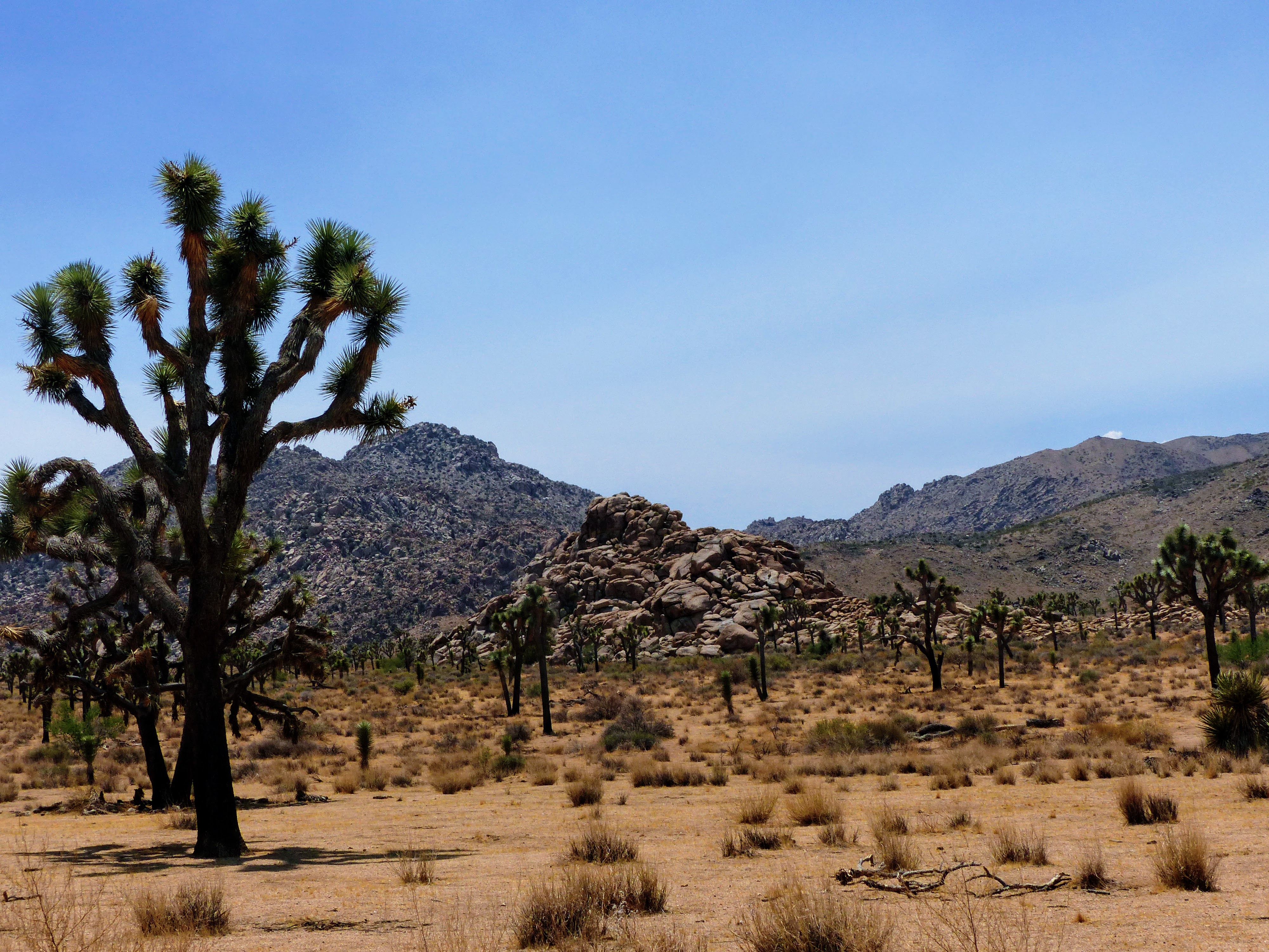 Joshua Tree National Park