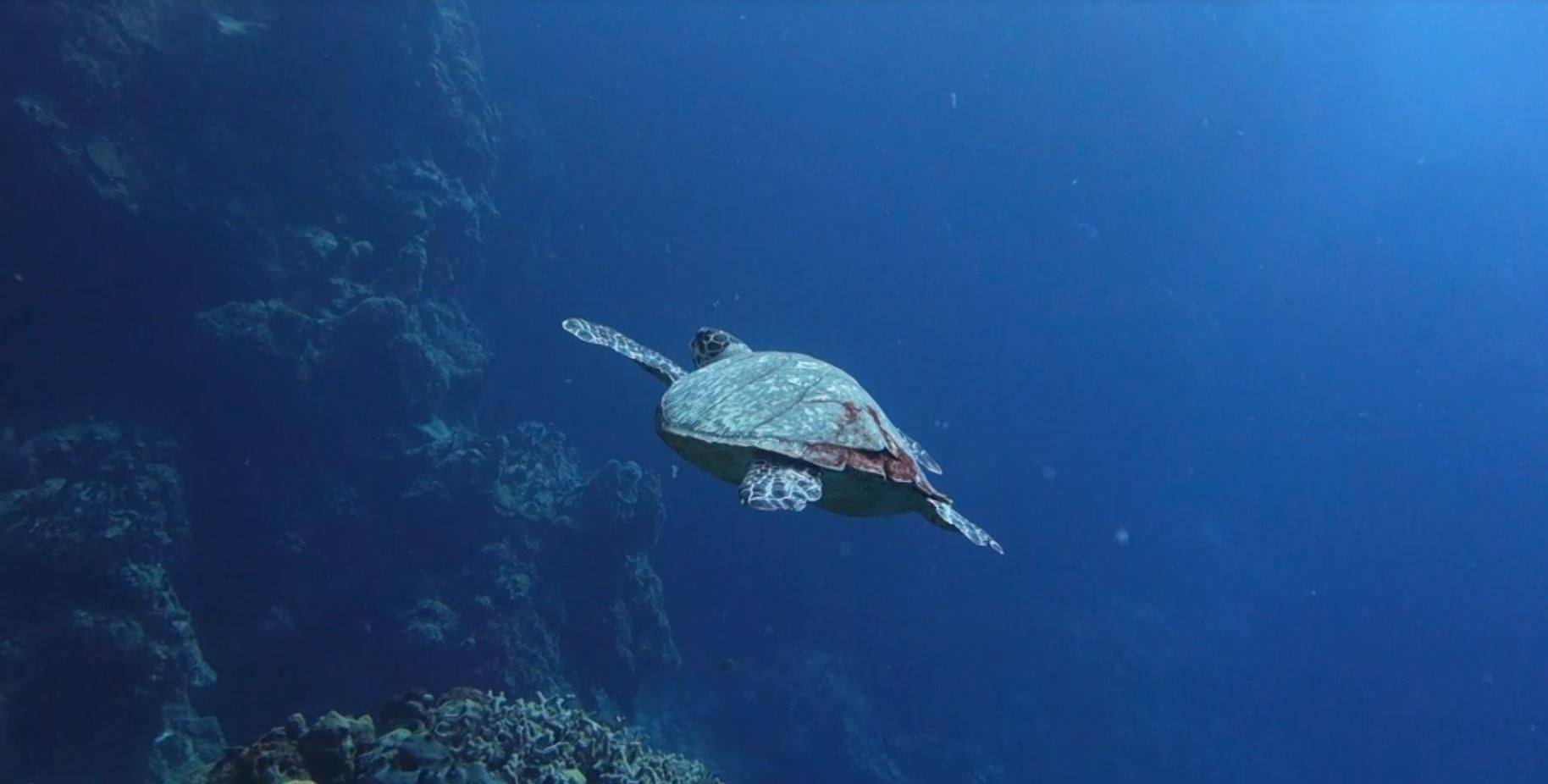 Plong├®e ├á Cozumel