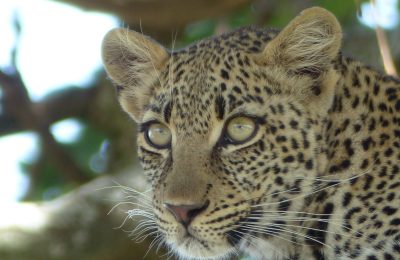 L├®opard au Serengeti