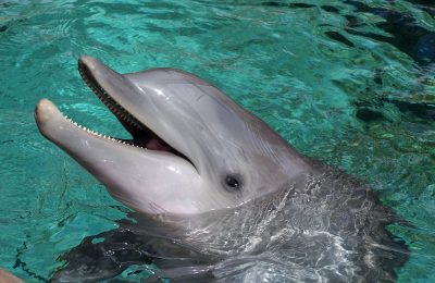 Nourrir et caresser les dauphins ├á Dolphin Cove