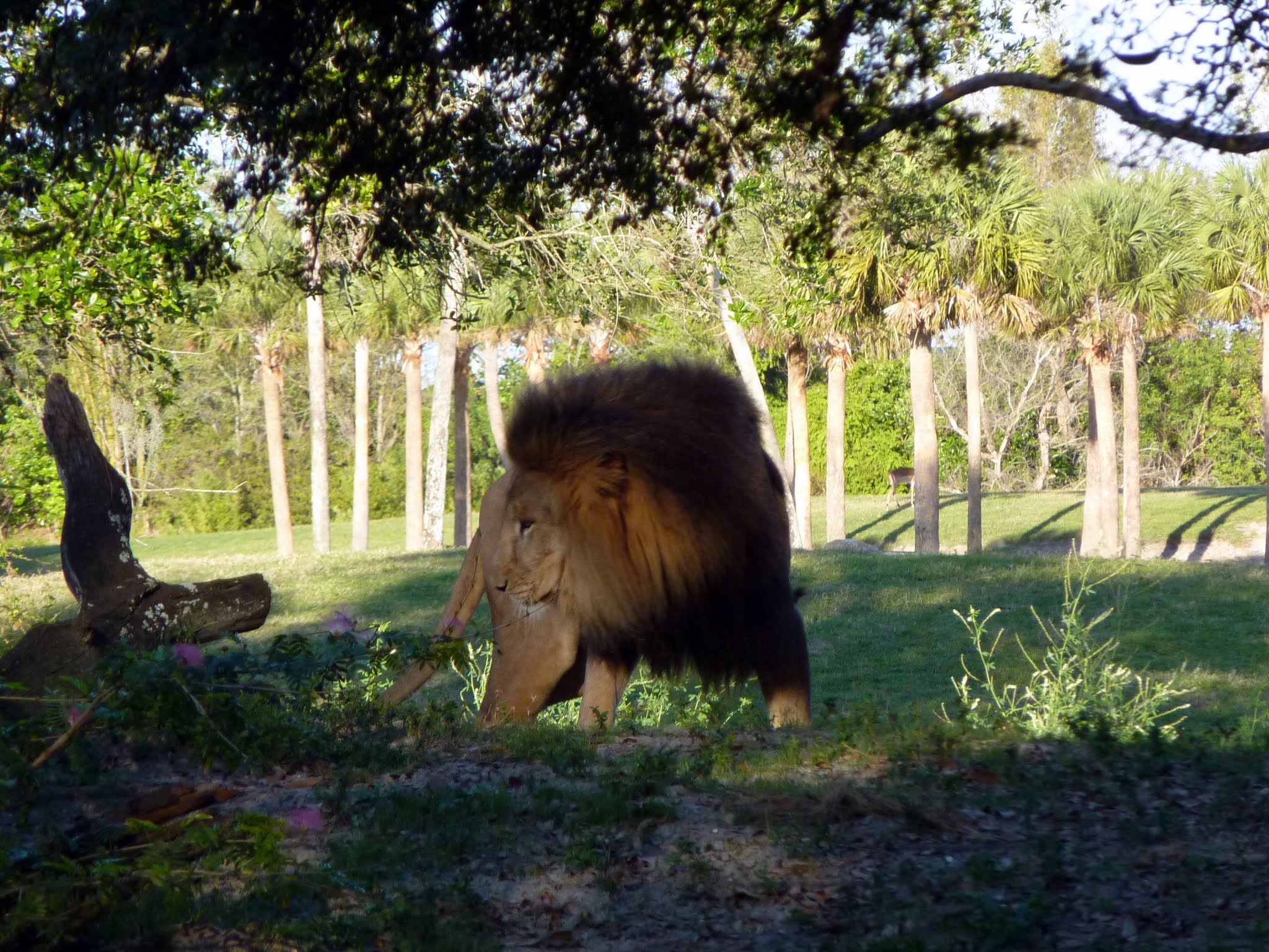 Edge of Africa, Myombe Reserve, Serengeti Plain