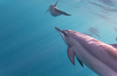 Nage avec les dauphins ├á l'Ile Maurice