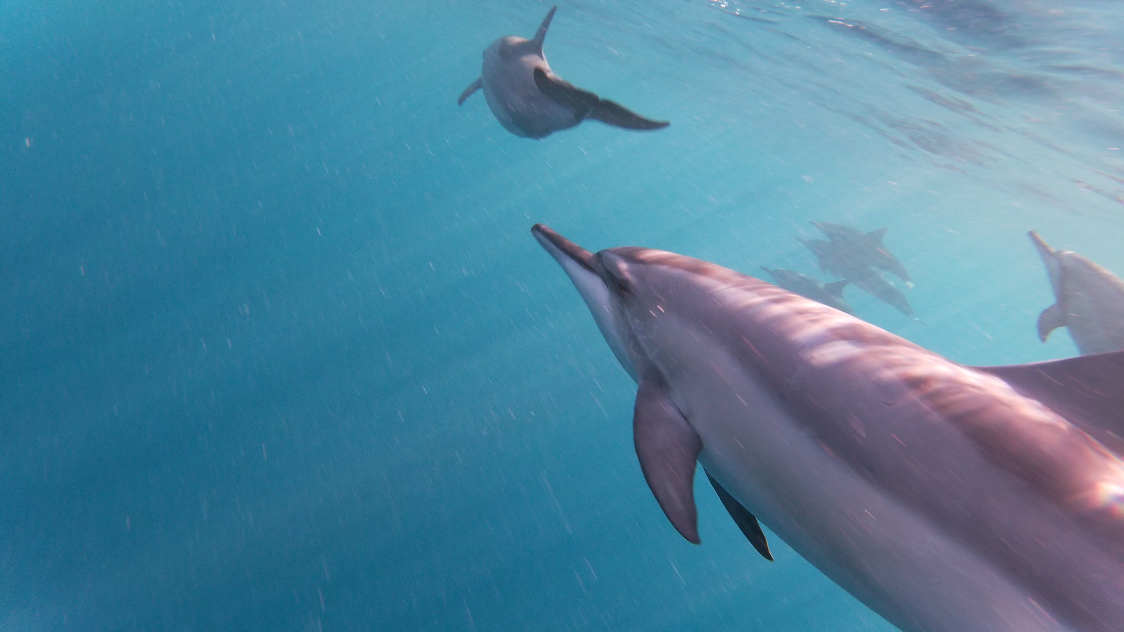 Nage avec les dauphins ├á l'Ile Maurice