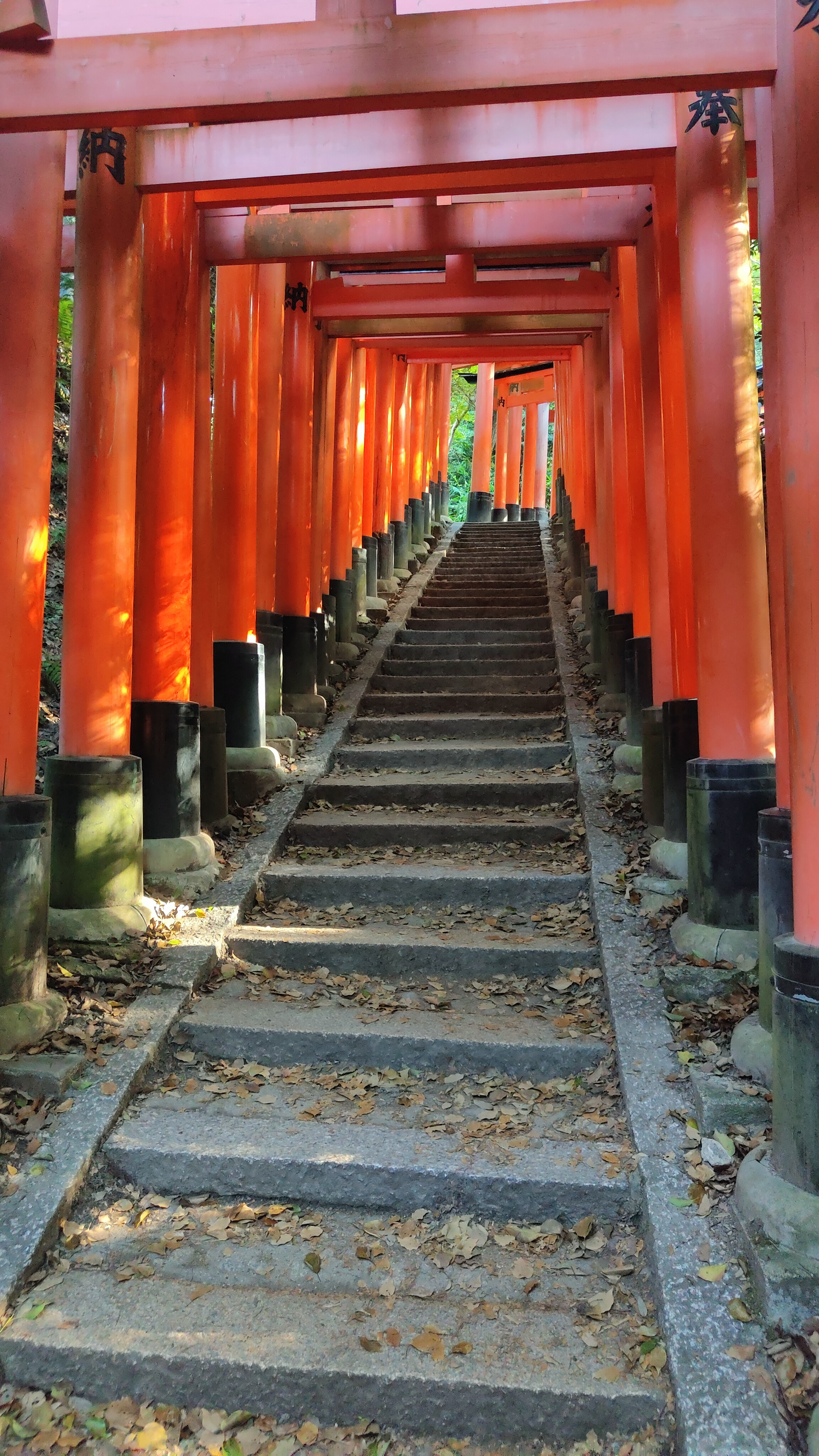 Les toriis du Fushimi Inari Taisha