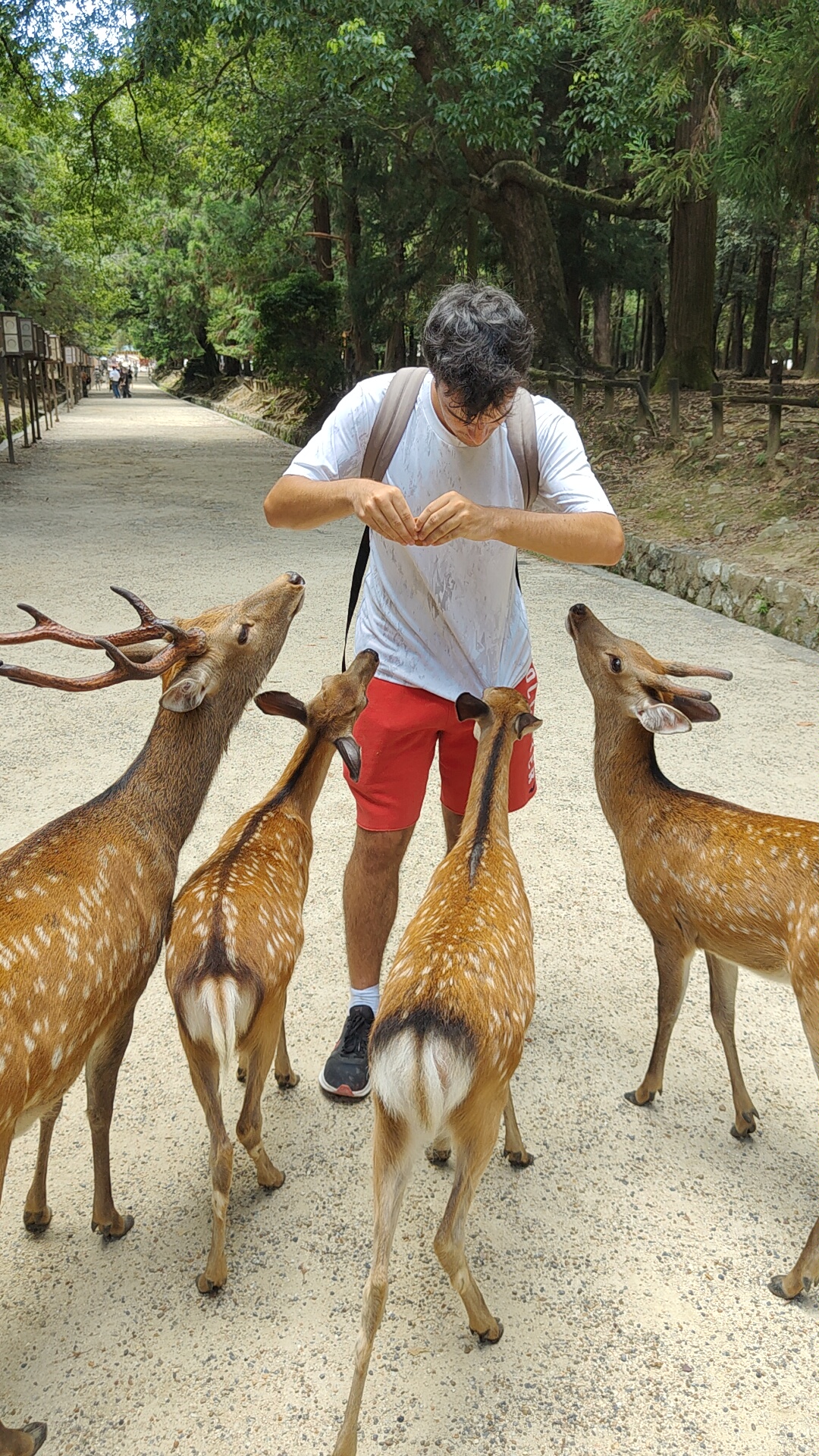 Les cerfs de Nara