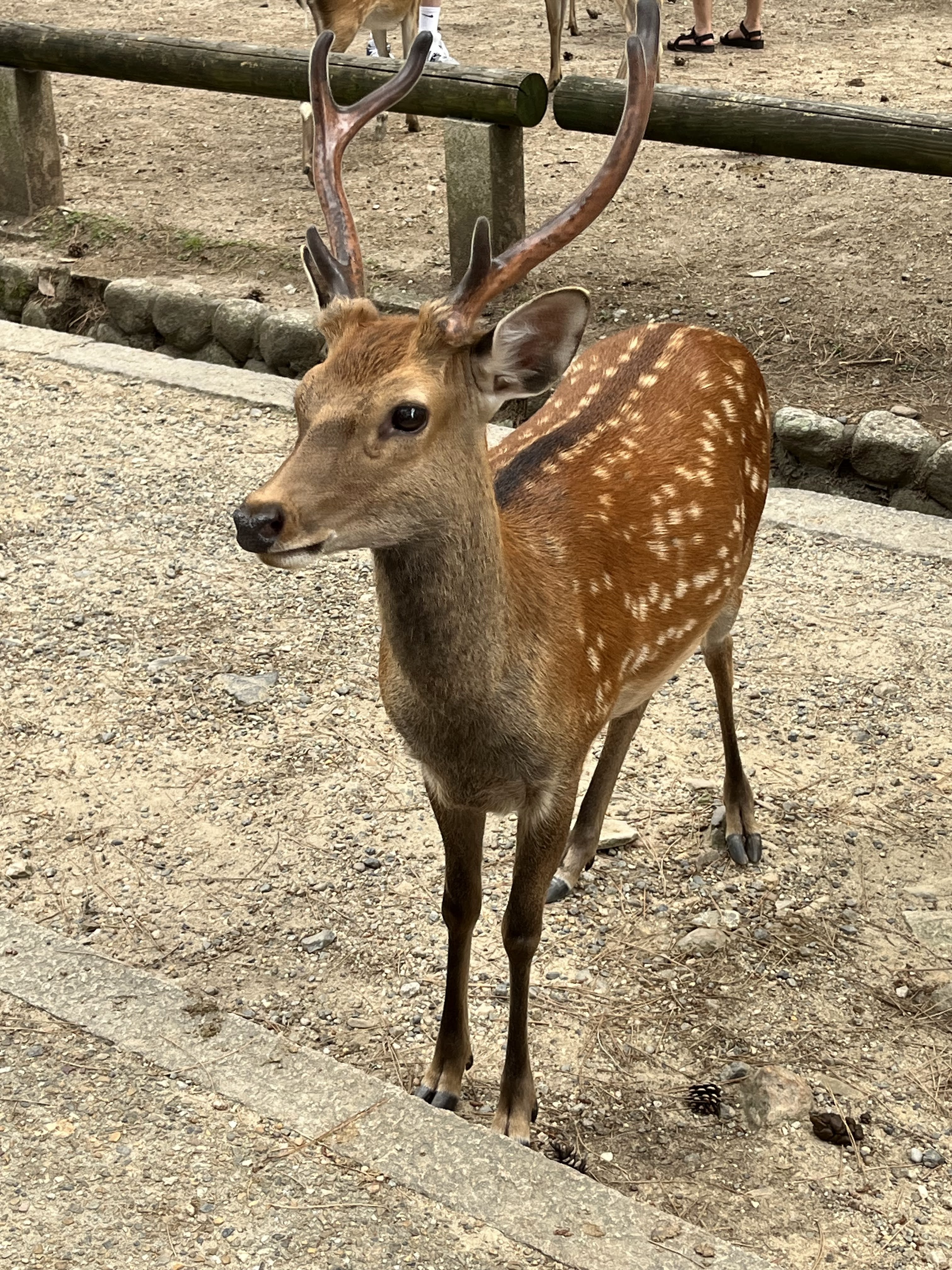 Les cerfs de Nara