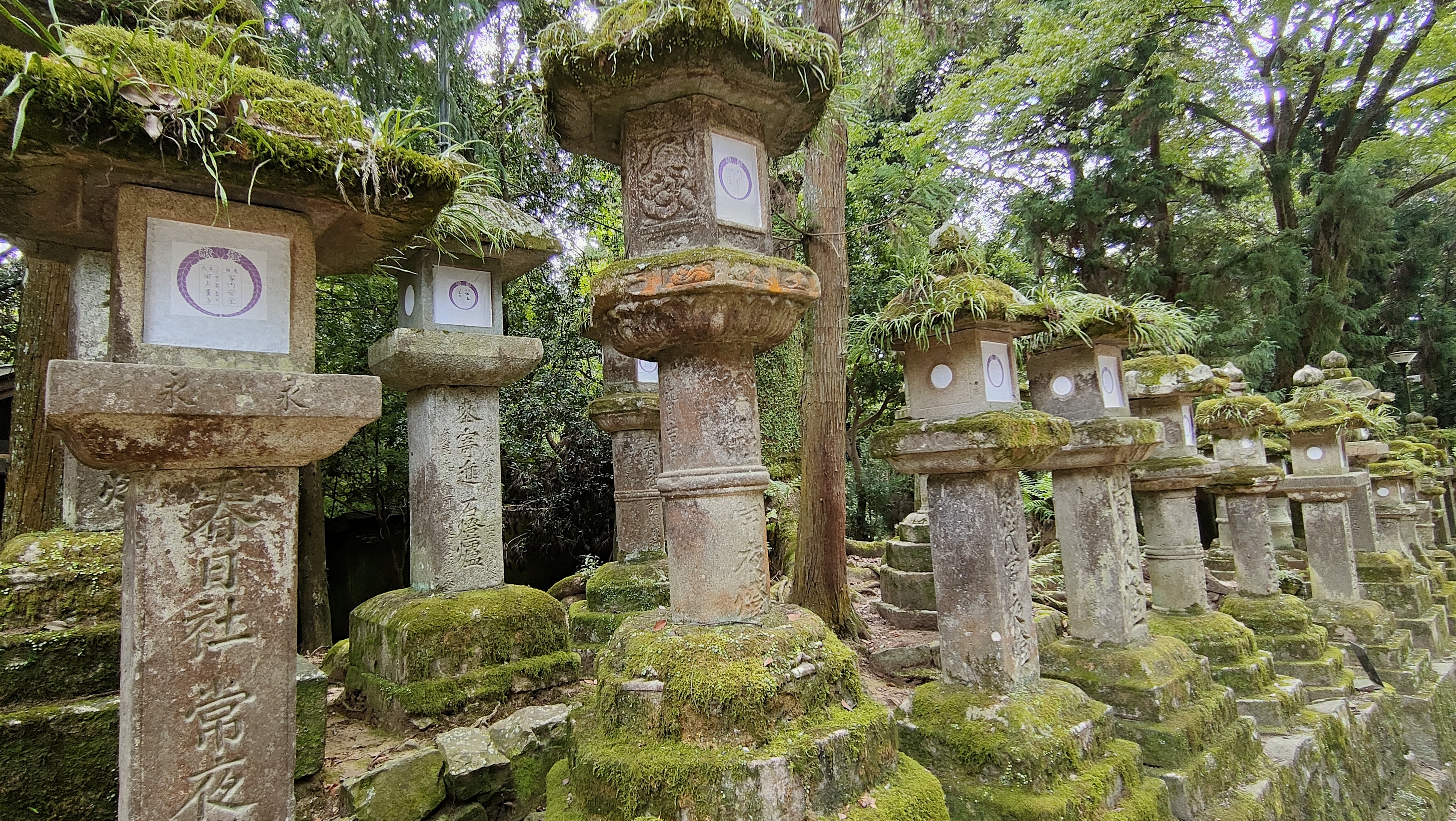 Lanternes du Kasuga Taisha