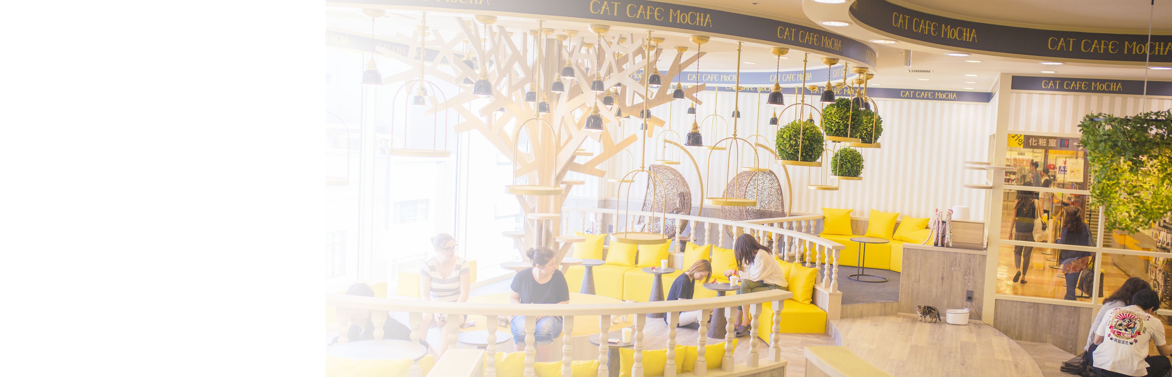 Cat Cafe MOCHA Kyoto