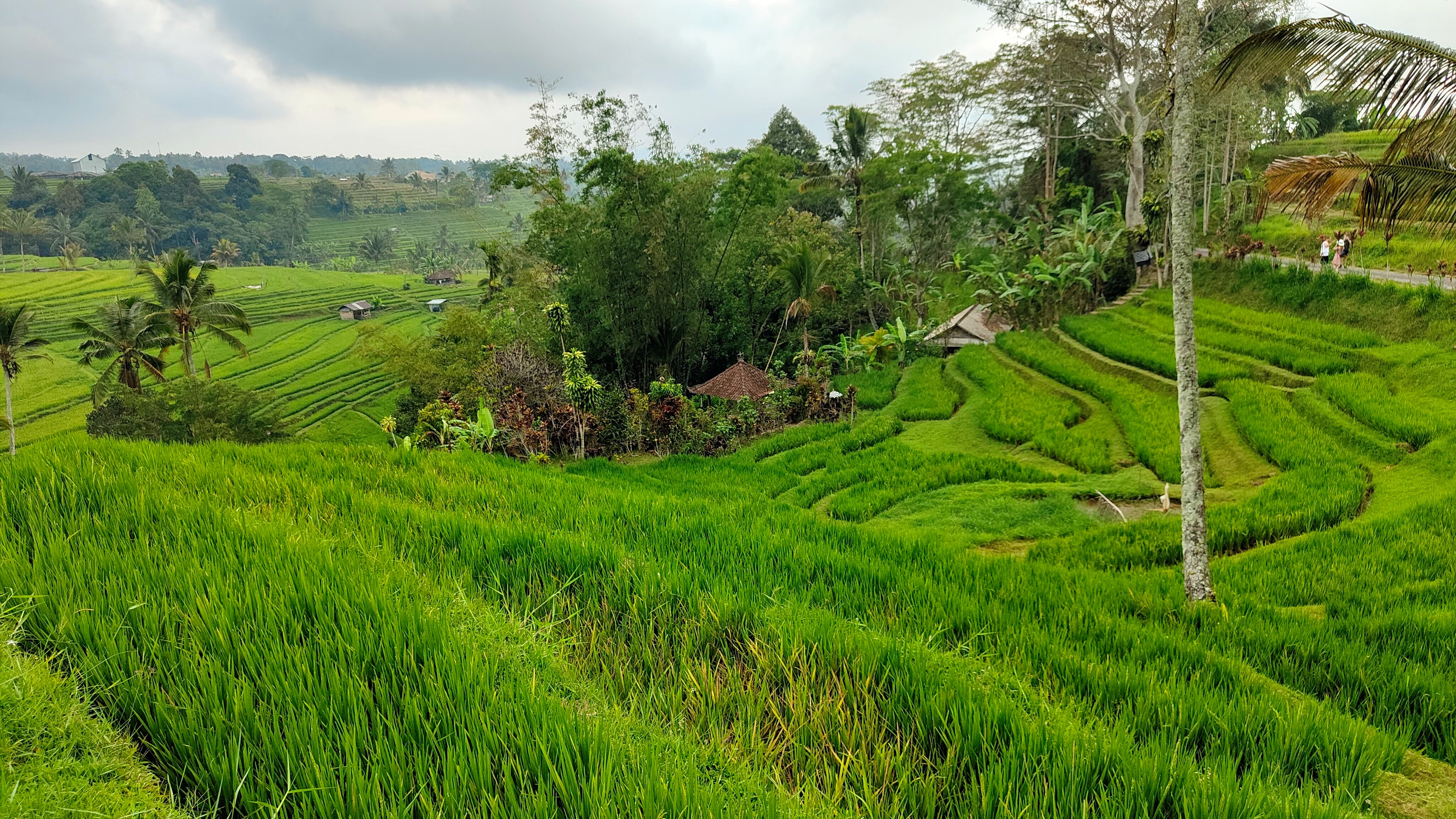 Rizières de Jatiluwih