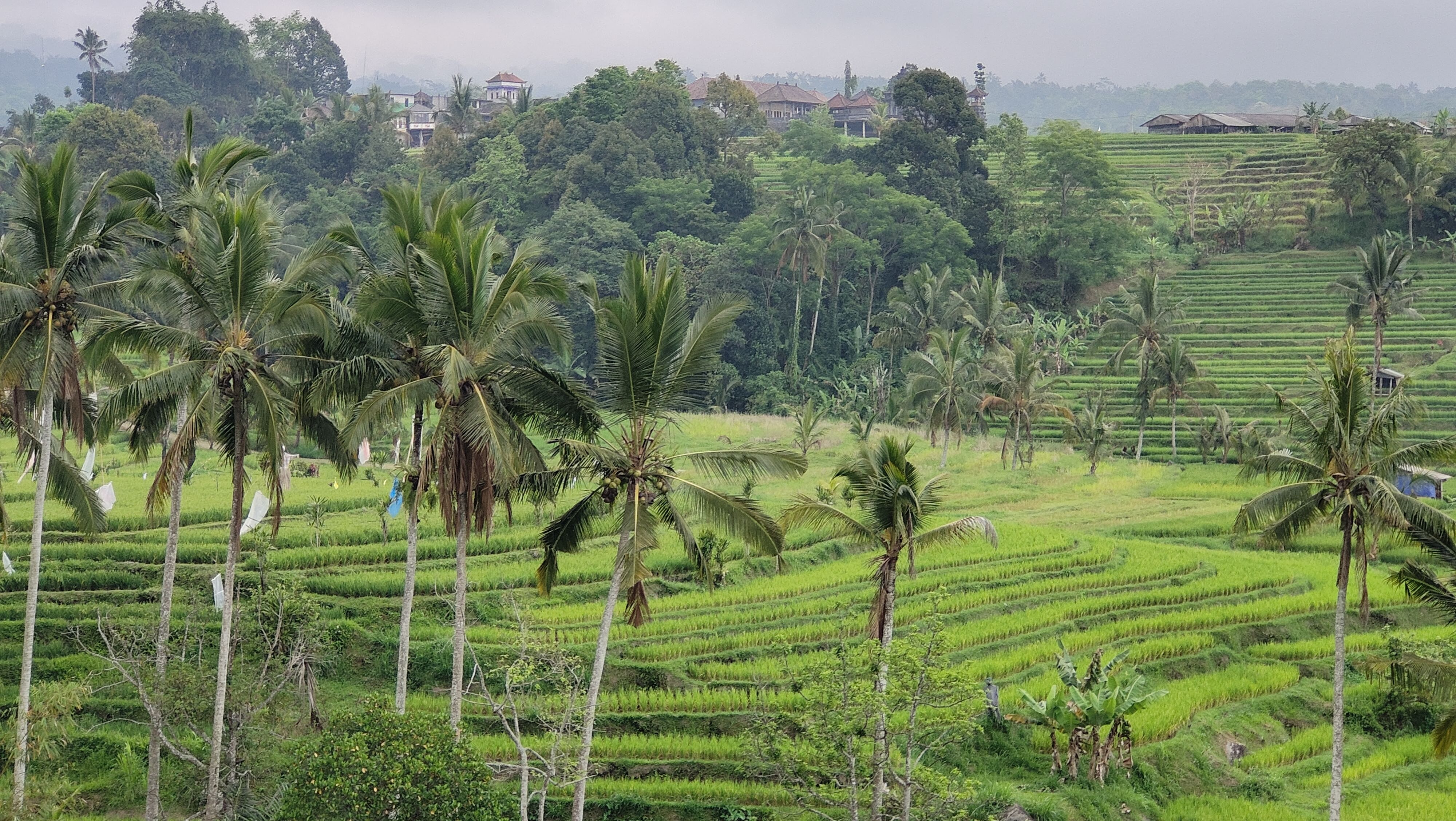 Rizières de Jatiluwih