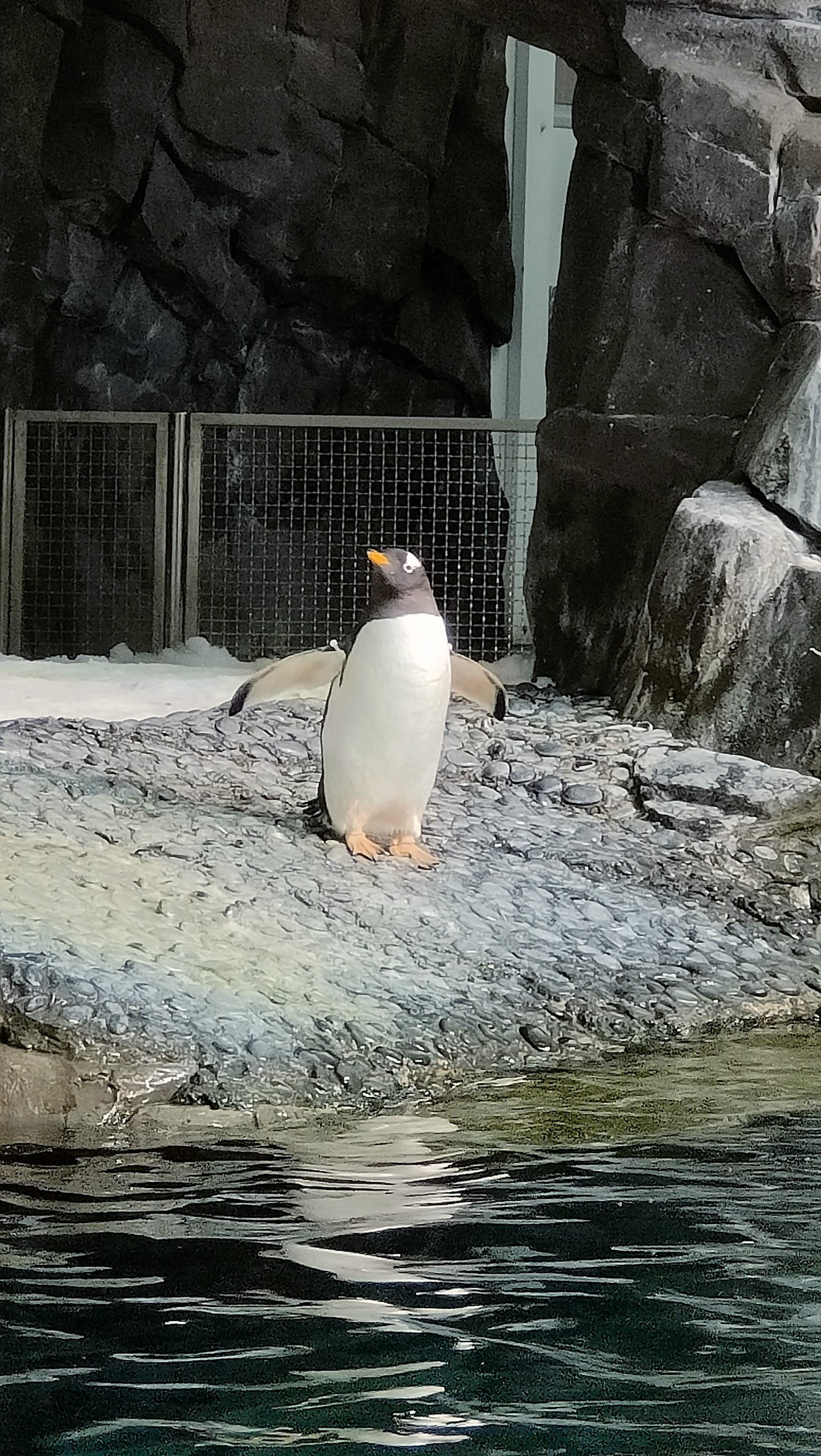 Les pingouins de Penguin Trek à Seaworld
