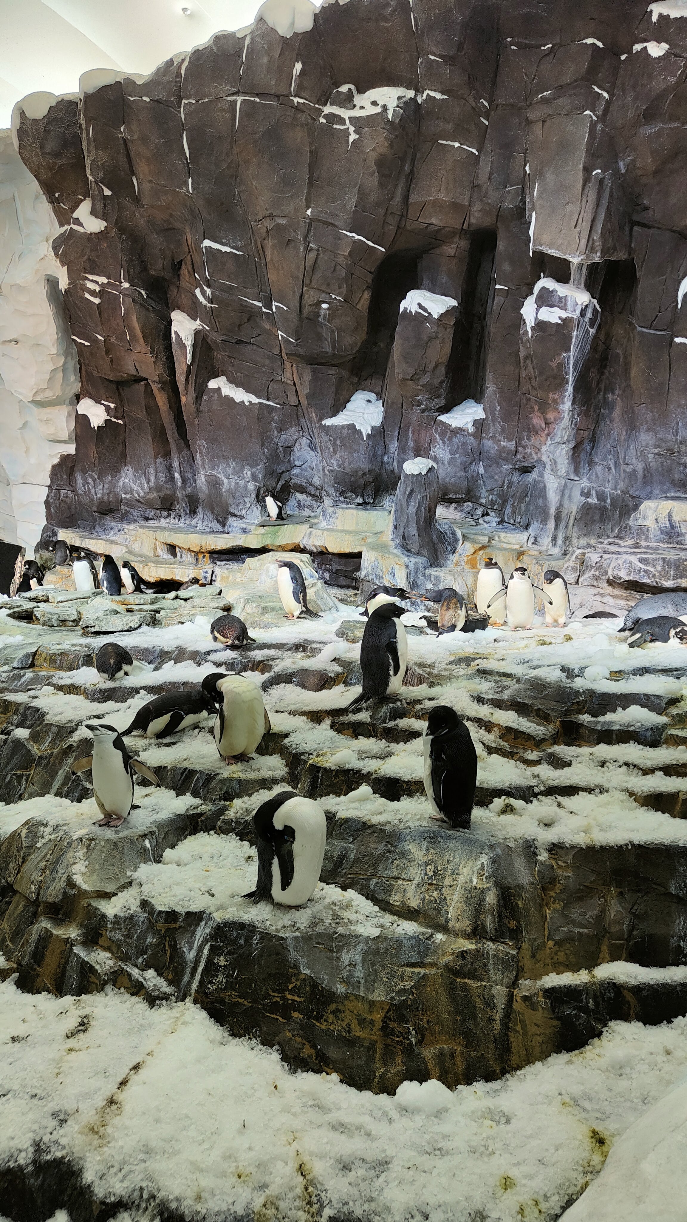Les pingouins de Penguin Trek à Seaworld