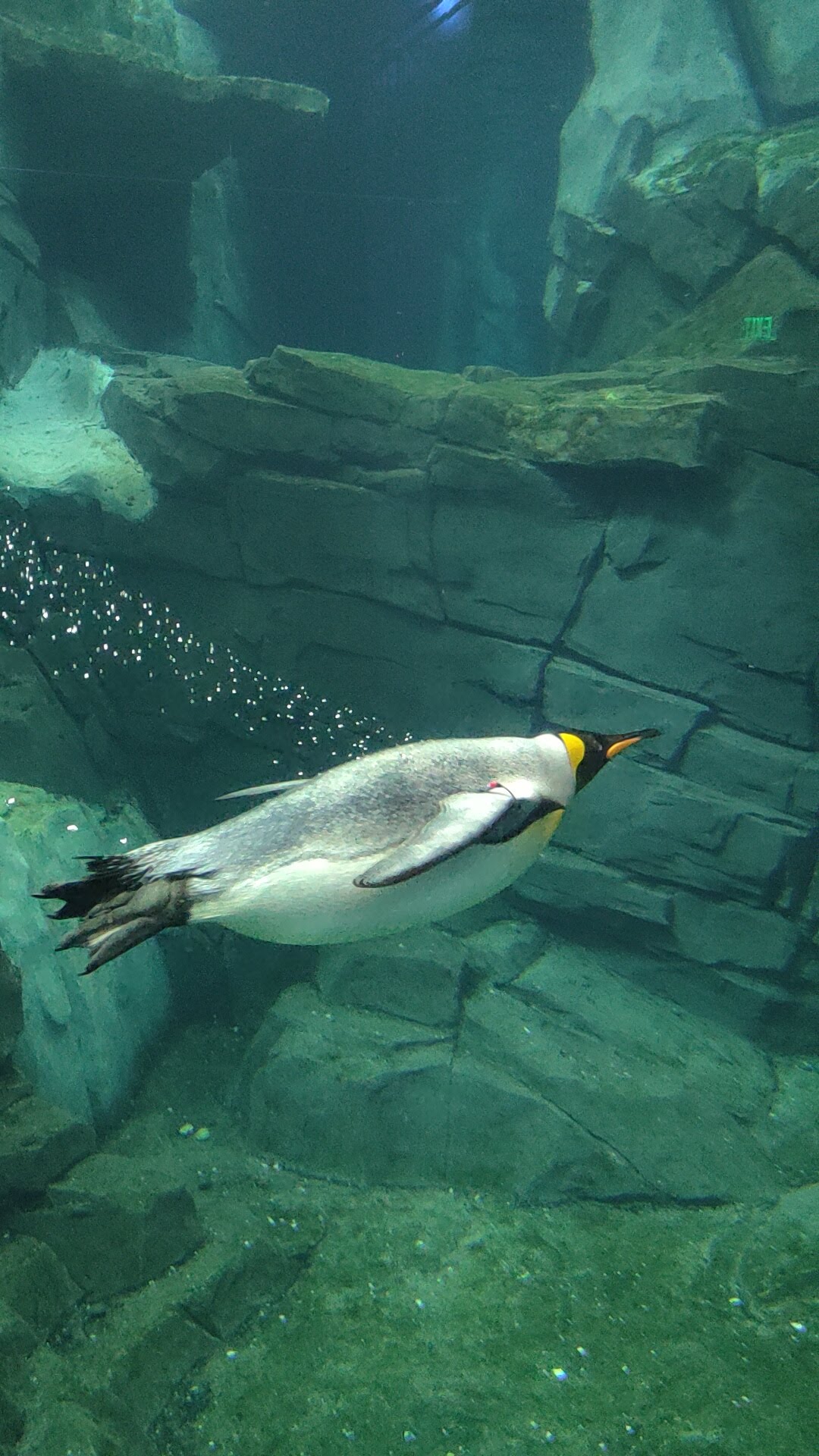 Les pingouins de Penguin Trek à Seaworld