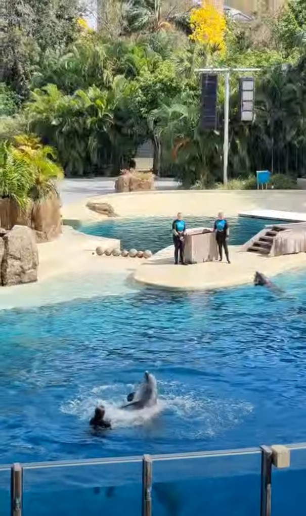 Dolphin Adventures à Seaworld