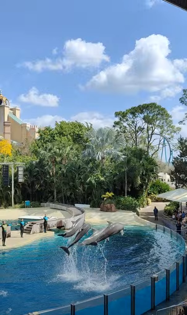 Dolphin Adventures à Seaworld