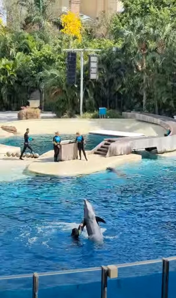 Dolphin Adventures à Seaworld